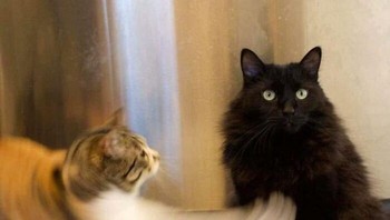 Kok mirip Popeye? Foto: Nikachuu via Bored Panda