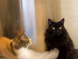 10 Bukti Butuh Usaha Keras Buat Foto Kucing, Pusing!