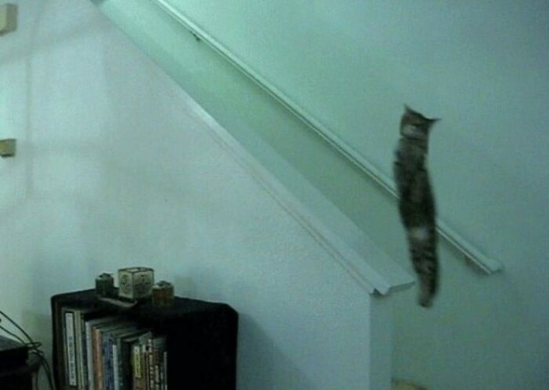 Iya, kucing memang hewan yang bergerak dengan sangat cepat sehingga sulit banget untuk memotretnya! Berikut ini beberapa contoh hasil usaha foto kucing.