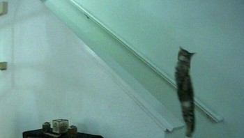 Kalau diperhatikan, kucing selalu bisa ya pose seakan terbang melayang. Foto: seronmaster via Bored Panda