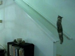 10 Bukti Butuh Usaha Keras Buat Foto Kucing, Pusing!