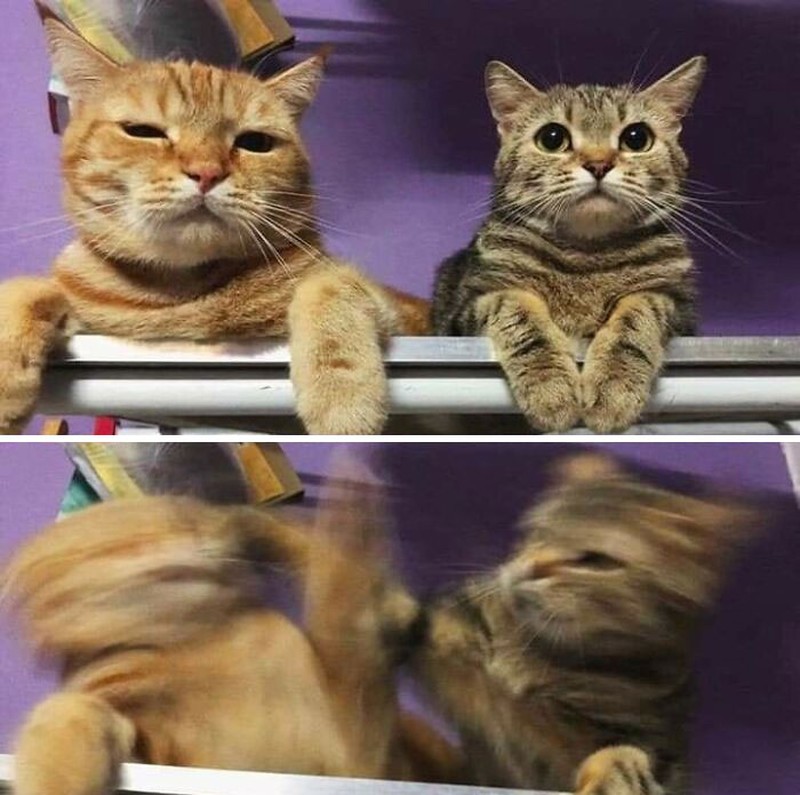 Iya, kucing memang hewan yang bergerak dengan sangat cepat sehingga sulit banget untuk memotretnya! Berikut ini beberapa contoh hasil usaha foto kucing.