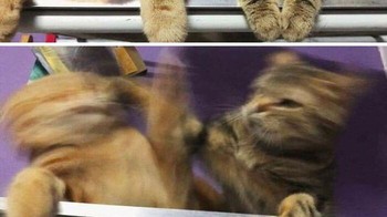 Pertengkaran antar saudara. Foto: Reddit via Bored Panda