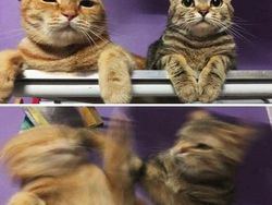 10 Bukti Butuh Usaha Keras Buat Foto Kucing, Pusing!