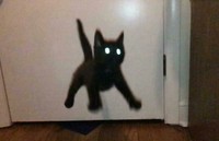 Iya, kucing memang hewan yang bergerak dengan sangat cepat sehingga sulit banget untuk memotretnya! Berikut ini beberapa contoh hasil usaha foto kucing.