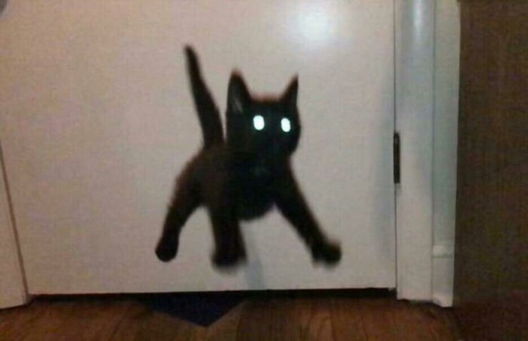 Iya, kucing memang hewan yang bergerak dengan sangat cepat sehingga sulit banget untuk memotretnya! Berikut ini beberapa contoh hasil usaha foto kucing.