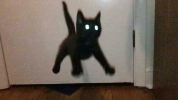 Kucing yang lagi melompat saat di foto, jadinya seperti boneka yang dilempar ke udara. Foto: Good_Ol_Ironass via Bored Panda