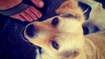 Foto Instagram Pertama. Jepretan pertama yang pernah dibagikan di Instagram adalah seekor anjing di kedai taco Meksiko, yang diambil oleh salah satu pendiri, Kevin Systrom. Systrom dengan bercanda berkata, Seandainya saya tahu itu akan menjadi foto pertama yang diposting di Instagram, saya akan berusaha sedikit lebih keras. Foto: Boredpanda
