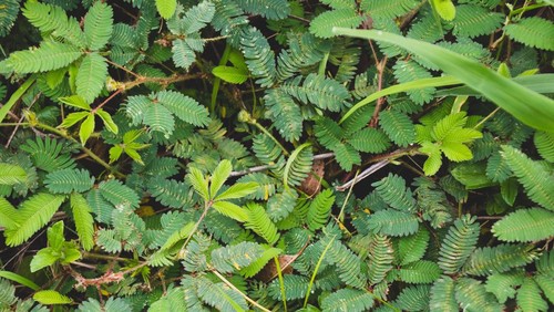 Ilustrasi iritabilitas tanaman putri malu.