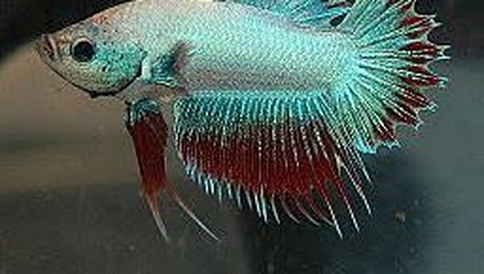Ilustrasi jenis ikan cupang hias termahal.