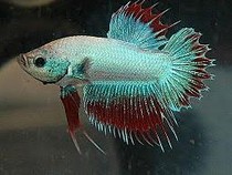 Apakah Ikan Berkeringat Selama di Air?