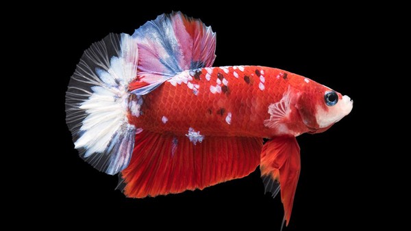 Harga betta outlet fish