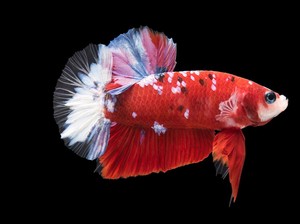 Ikan Cupang, Dipelihara Pertama Kali di Thailand untuk Ikan Aduan