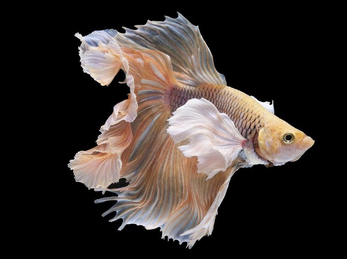 Ilustrasi jenis ikan cupang hias termahal.