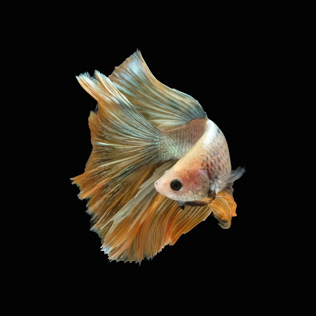 Ilustrasi jenis ikan cupang hias termahal.
