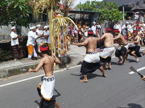 Krama atau warga Desa Adat Asak, Karangasem, Bali, kembali menggelar tradisi nyepeg sampi atau menebas sapi, Rabu (25/1/2023).
