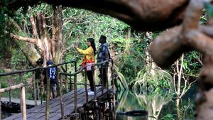 Menjelajahi Hutan Negeri Dongeng di Papua