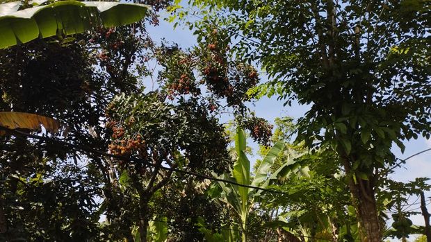 Rambutan Blitar