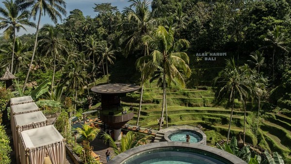 Tegallalang terkenal dengan undakan sawahnya yang kerap dijadikan sebagai spot berfoto wisatawan saat berkunjung ke Kabupaten Gianyar, Bali. Namun, di sana juga terdapat satu tempat wisata di tengah sawah yang menawarkan berbagai aktivitas menarik, yakni Alas Harum Agrotourism. (Getty Images/Agung Parameswara) Tegallalang terkenal dengan undakan sawahnya yang kerap dijadikan sebagai spot berfoto wisatawan saat berkunjung ke Kabupaten Gianyar, Bali. Namun, di sana juga terdapat satu tempat wisata di tengah sawah yang menawarkan berbagai aktivitas menarik, yakni Alas Harum Agrotourism. (Getty Images/Agung Parameswara)