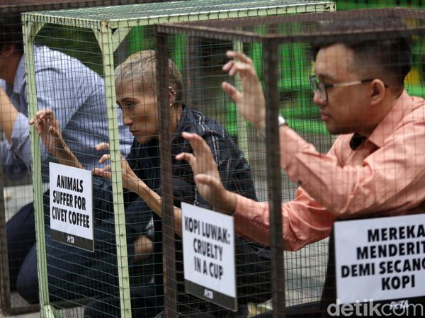 Terkurung di Kandang, Aktivis PETA Tolak Eksploitasi Luwak