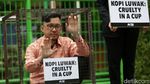 Terkurung di Kandang, Aktivis PETA Tolak Eksploitasi Luwak