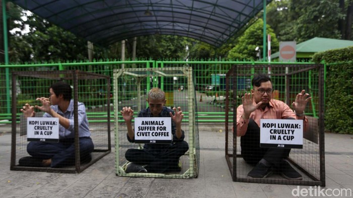 Terkurung di Kandang, Aktivis PETA Tolak Eksploitasi Luwak Sejumlah aktivis PETA menggelar aksi menolak eksploitasi luwak. Mereka mengurung diri dengan kandang di depan Kementerian Lingkungan Hidup dan Kehutanan.