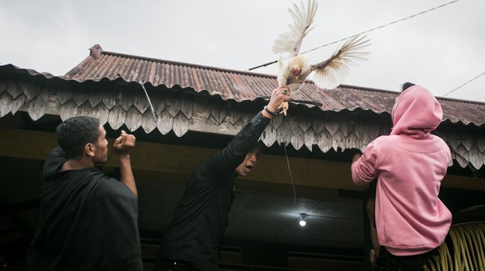 Warga Tawangmangu Membayar Nazar Lewat Tradisi Mondosiyo Warga berebut ayam nazar (janji seseorang berbuat sesuatu jika keinginan terpenuhi) yang dilemparkan ke atas genteng pada Tradisi Mondosiyo di Dusun Pancot, Kalisoro, Tawangmangu, Karanganyar, Jawa Tengah, Selasa (24/1/2023). Tradisi yang digelar setiap tujuh lapan sekali atau tiap Selasa Kliwon Wuku Mondosiyo dalam penanggalan Jawa tersebut merupakan wujud syukur warga dusun kepada Tuhan YME atas limpahan berkah dan rezeki yang diberikan. ANTARA FOTO/Mohammad Ayudha/aww.