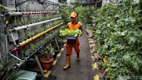 Memanfaatkan lahan yang berada dalam gang sempit, Kelompok Tani Green Puspa memilih melakukan budidaya tumbuhan dengan menggunakan metode hidroponik.