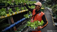 Kelompok Tani Green Puspa rutin mengadakan acara panen bersama warga. Sayuran hasil panen dari hidroponik, diolah menjadi jus untuk dibagikan kepada warga.