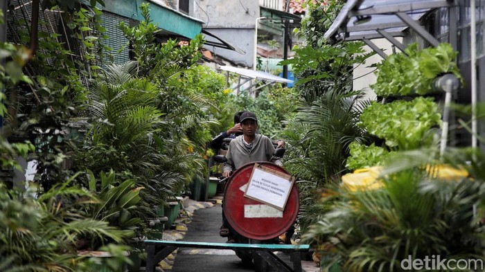 Asrinya Kampung Sehat di Gang Sempit Jakarta RW 06 Kelurahan Utan Kayu Selatan, Matraman, Jakarta Timur, berada di gang sempit. Namun kawsan itu kini menjadi asri dengan adanya smart farming.