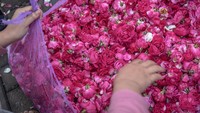 Seorang tengkulak bunga menyortir bunga mawar tabur yang dibeli dari petani di Pasar Bunga Bandungan, Kabupaten Semarang, Jawa Tengah, Kamis (26/1/2023).