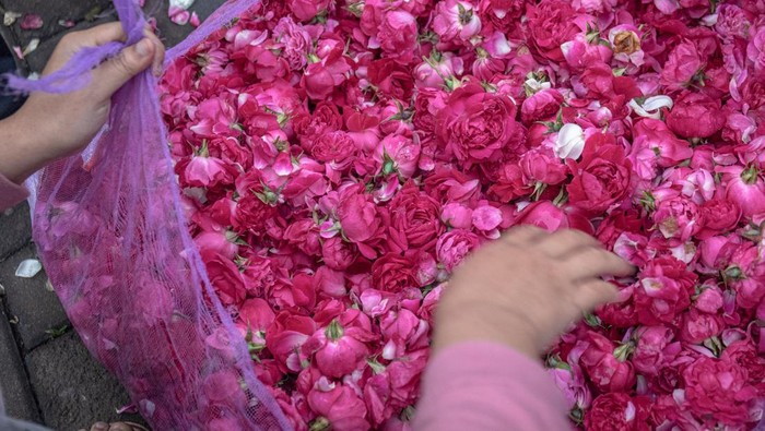 Sejumlah petani menawarkan bunga mawar tabur kepada tengkulak bunga di Pasar Bunga Bandungan, Kabupaten Semarang, Jawa Tengah, Kamis (26/1/2023). Menurut tengkulak di pasar bunga tersebut, harga bunga mawar tabur merah maupun putih di tingkat petani setempat melonjak dari sekitar Rp15.000 - Rp40.000 per keranjang (ukuran 1-3 kilogram) menjadi sekitar Rp100.000 - Rp350.000 per keranjang menyusul permintaan bunga yang meningkat pada bulan Rajab penanggalan Hijriyah sebagai sarana berziarah kubur maupun tradisi nyadran atau bersih desa di berbagai wilayah di Jawa Tengah. ANTARA FOTO/Aji Styawan/rwa.