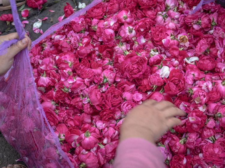 Bunga Mawar Tabur Naik Drastis, dari Rp 15.000 Jadi Rp 350.000, Kok Bisa?