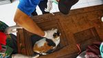 Door to Door Cari Hewan untuk Vaksin Rabies