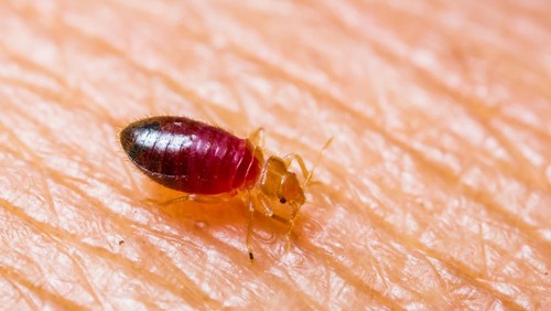 Baby bedbug or cimex after sucked blood from skin