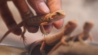 Kadal berjanggut hasil budi daya tersebut dijual sebagai hewan peliharaan ke berbagai daerah melalui pasar digital dengan harga berkisar antara Rp700 ribu hingga Rp4 juta per ekor tergantung ukuran dan keindahan warna kulitnya.
