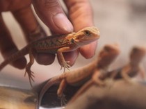 Kadal Masuk Rumah Pertanda Apa? Ini Faktor Penyebab dan Pencegahannya