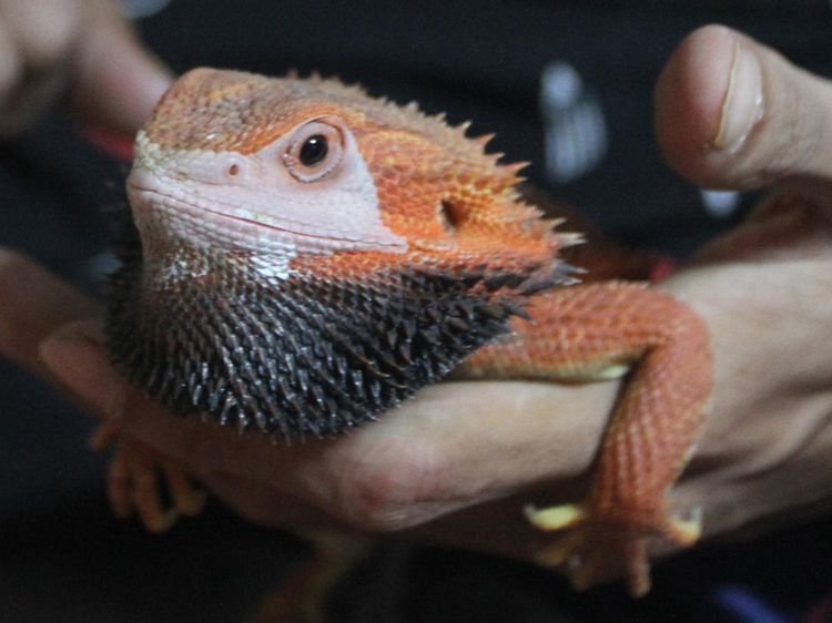 Kadal Berjanggut Ini Harganya Tembus Rp 4 Juta