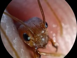 Ini Hasil Jepretan Oppo Reno 8T 4G yang Punya Kamera 100 MP