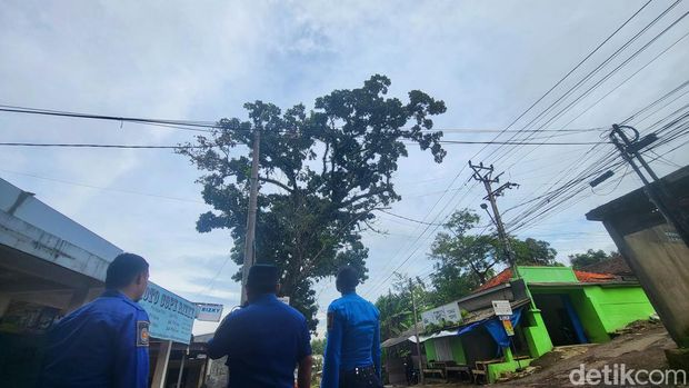 Sarang Tawon Vespa Raksasa Teror Warga-Pengguna Jalan di Sukabumi