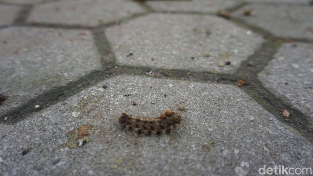 sman puri mojokerto diteror ulat bulu