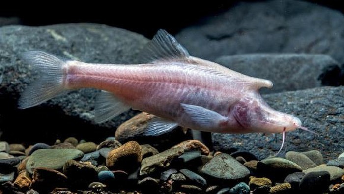 Spesies ikan bertanduk yang ditemukan di China