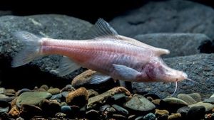Spesies Baru Ikan Bertanduk Ditemukan di Gua di China, Punya Tubuh Albino