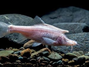 Spesies Baru Ikan Bertanduk Ditemukan di Gua di China, Punya Tubuh Albino