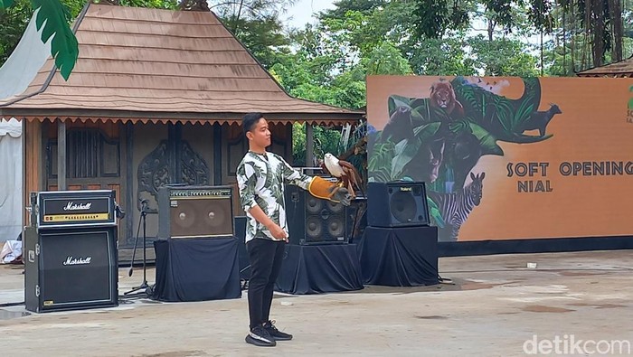 Atraksi Gibran Rakabuming Raka dengan elang bondol di Solo Safari, Jumat (27/1/2023).