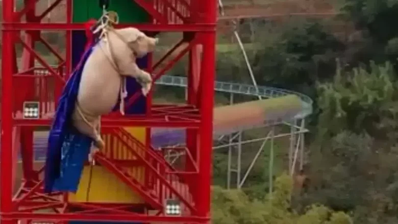 Babi dipaksa bungee jumping di taman hiburan China.
