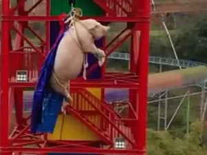 Terlalu! Taman Hiburan Paksa Babi Bungee Jumping untuk Promosi Wisata