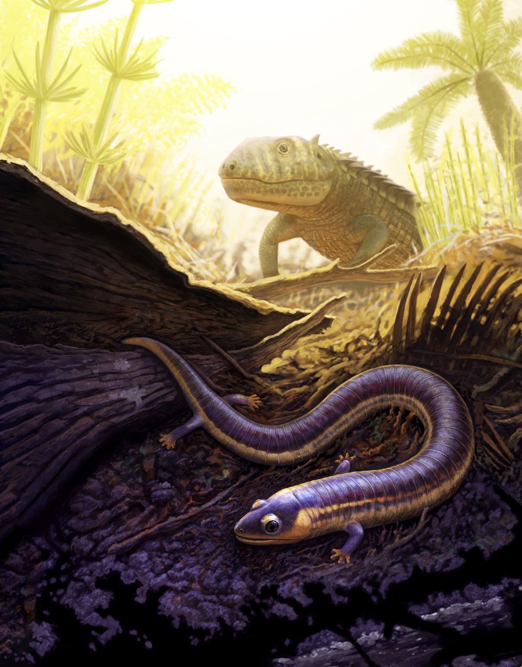 Rekonstruksi rupa nenek moyang amfibi, Funcusvermis gilmorei atau cacing funky, bersama leluhur buaya Acaenasuchus geoffreyi di hutan tropis Petrified Forest National Park, sekitar 220 juta tahun lalu.