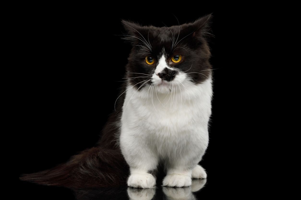 Kucing kaki pendek jenis Munchkin.