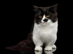 Mengenal Kucing Munchkin: Sejarah, Ciri, Karakter, dan Perawatan